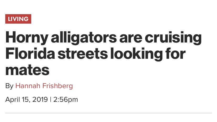 Gators Daily 🐊 tweet media