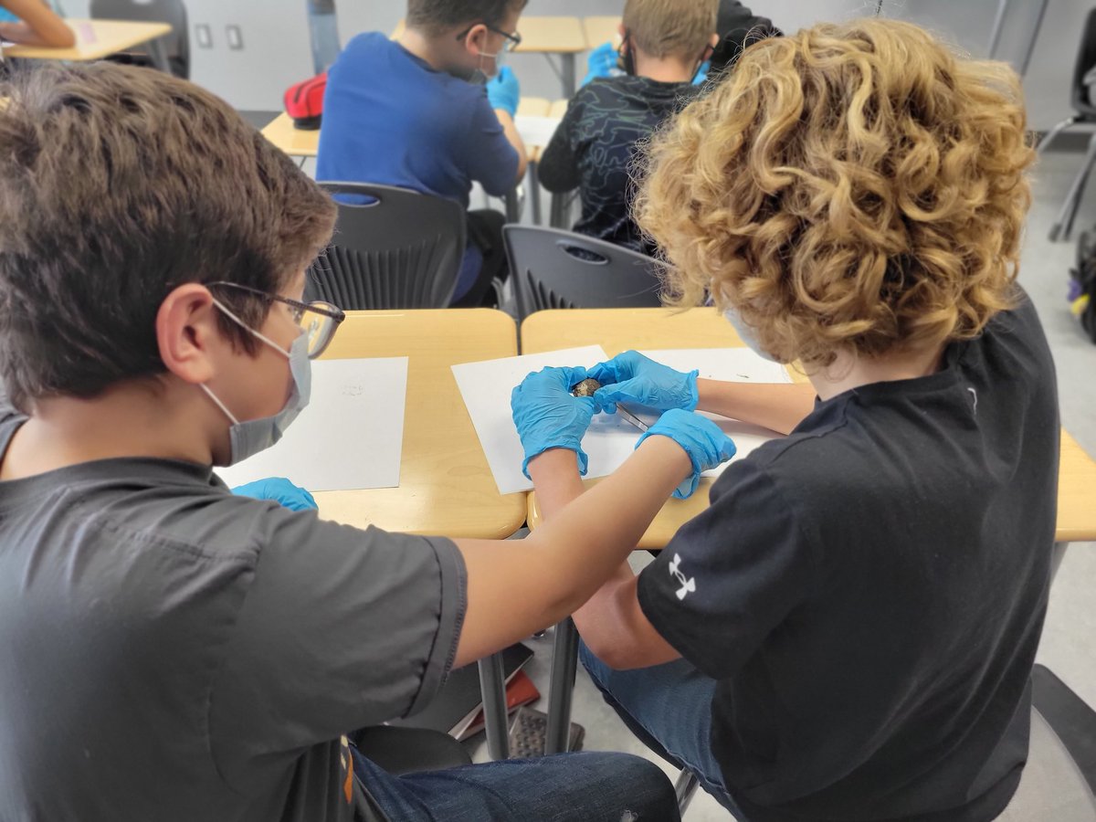 msamdonnelly's tweet photo. Got to experience some hands on learning about ecosystems with our owl pellet dissection this week! @CLMSrvs @rvsed https://t.co/rpfhK8xLEZ