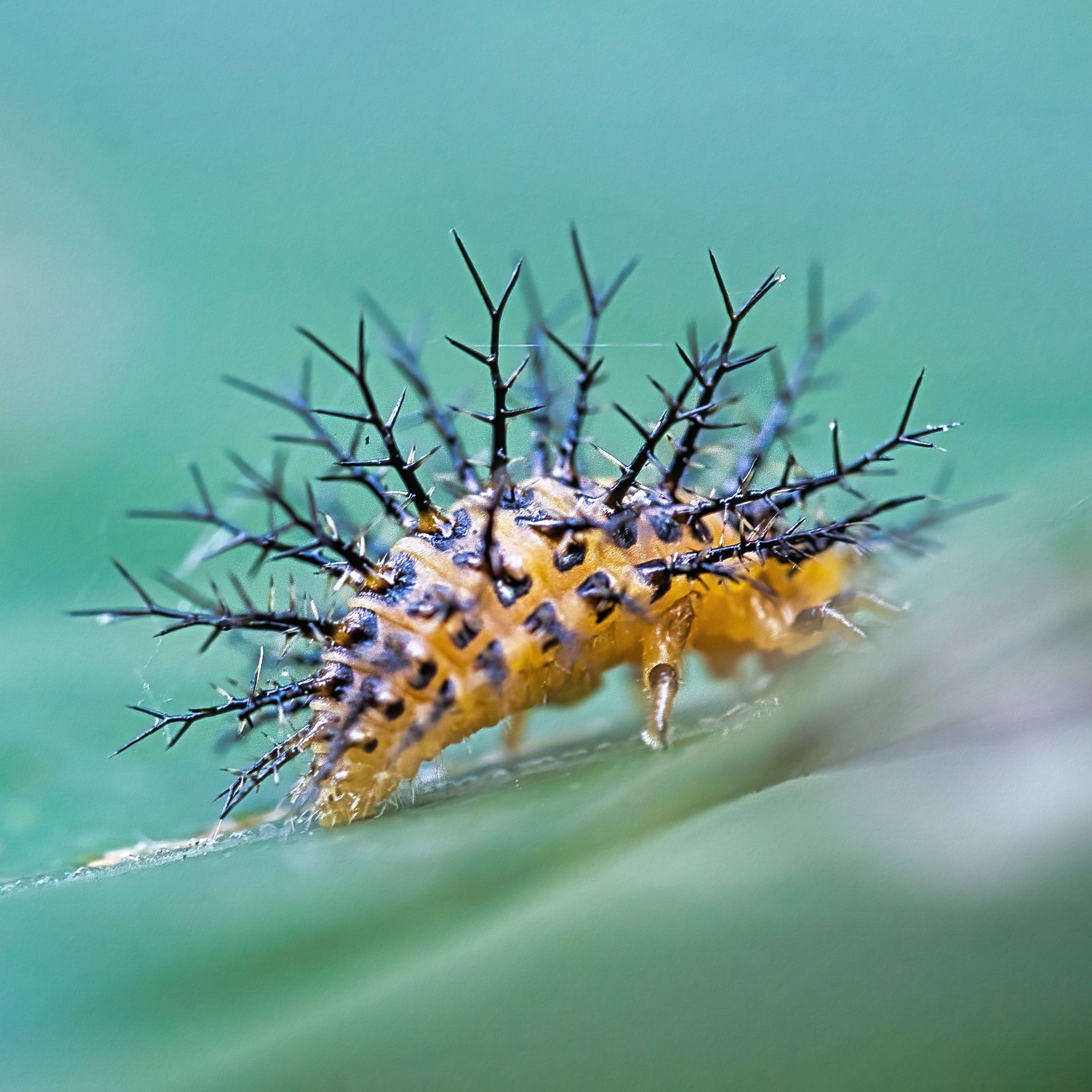 ニジュウヤホシテントウ Twitter Search Twitter