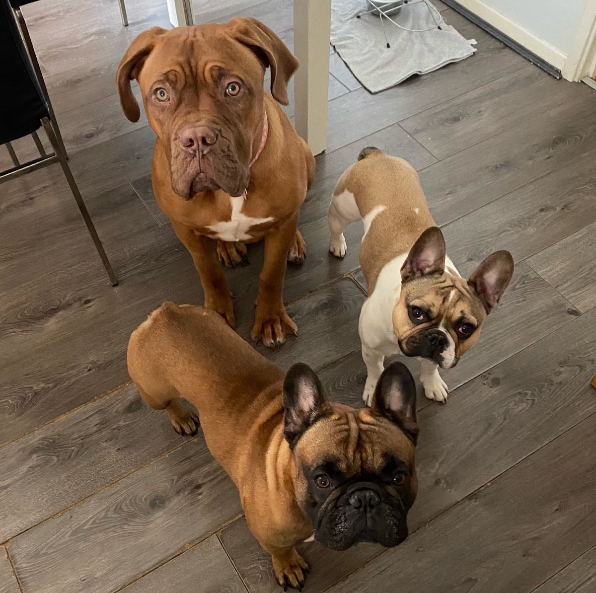 Jessica Rowell🐶 tweet media