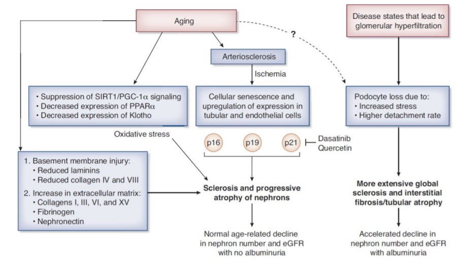 The prevalence of diagnosed CKD is high among individuals older than 65 years. This Perspective describes the aging-related changes in the kidneys occurring in otherwise healthy individuals as compared to those with CKD bit.ly/CJN10580821