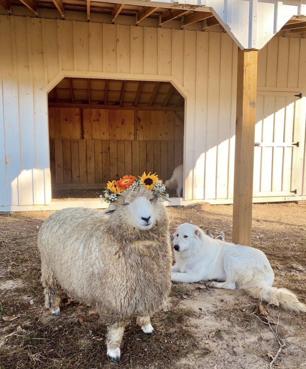 Andrewnsnyder's tweet photo. This queen is reigning at the local lavender farm https://t.co/K3AuKtZzHG