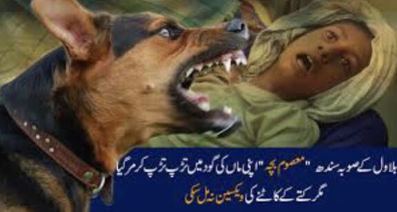 KahkashanHaide3's tweet photo. From January-March,7291 cases of dog bites were registered in #Karachi 
and more then 200000 cases of dog bites were registered overall in 2020 in the #Sindh 
Unfortunately Pk not able to make any life saving vaccines but Pk making poo poo(1/2pound) bombs to kill mankind. https://t.co/96BIZ1JRcE
