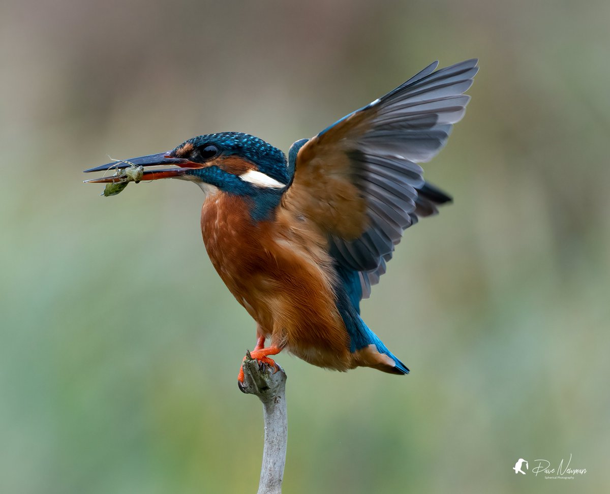 This is my shot of Sunday. #kingfishers dont just eat fish, im pretty certain this is a young crayfish. (i might be wrong) any advances??
#TwitterNatureCommunity #NaturePhotography #wildlife @looknorthBBC #balance #foodchain #sonyalpha #birds #BirdoftheYear