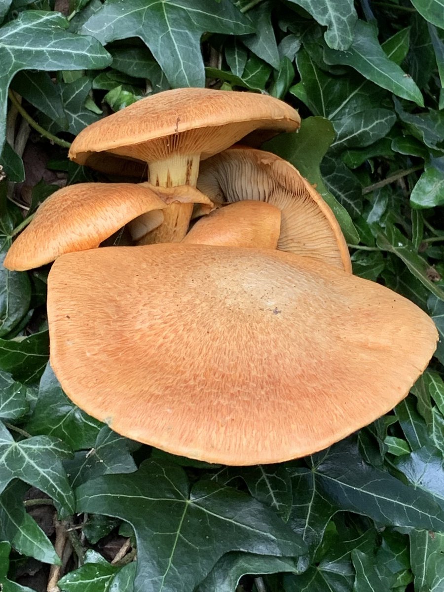Vibrant orange is today’s #Fungi up on Mill Hill Nature Reserve #Sussex