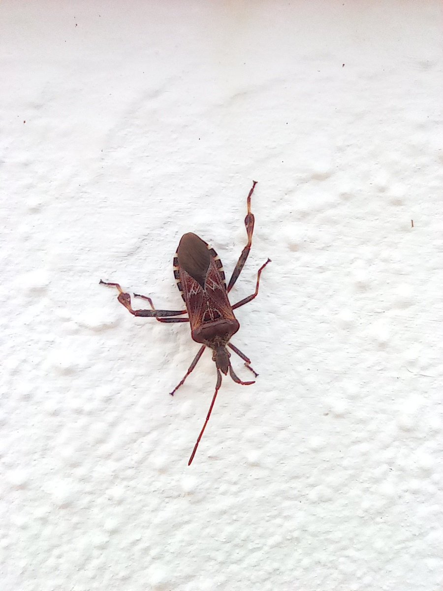 Hi, can anyone I'd this for me @InsectNews Thanks