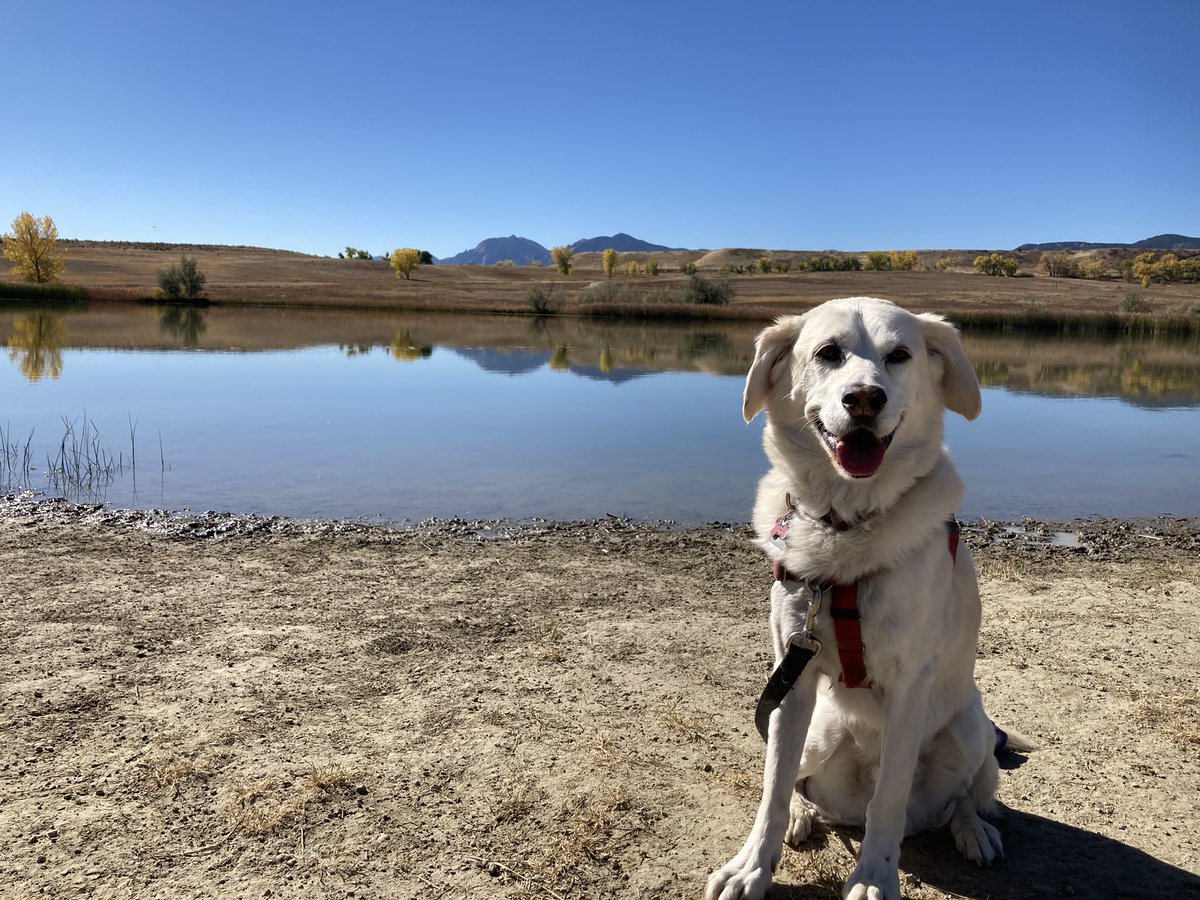 BrodyGraduate's tweet photo. On my #abandaversary, I’m grateful @SpartanHumane took me in 9 years ago, @dcluckydog rescued me &amp; my friends love me &amp; provide ample treats. Shout out to CO lakes &amp; mountains for letting me enjoy your splendor-you’re looking good @boulderosmp! #luckydog #rescuedog #adoptdontshop https://t.co/vTN5qbU4Ew