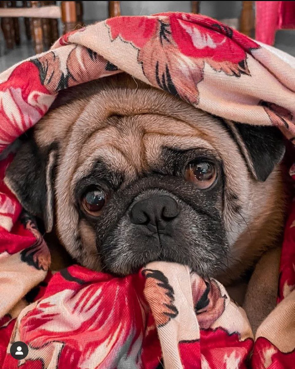 How are you!?🐶😘

I’m really loving this tweet world ❤️
#dogsoftwitter