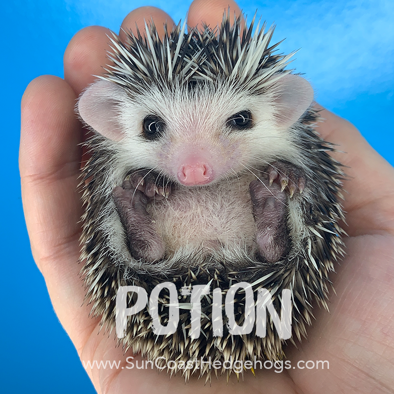 Sun Coast Hedgehogs (@SunCoastHedgies) / Posts / X