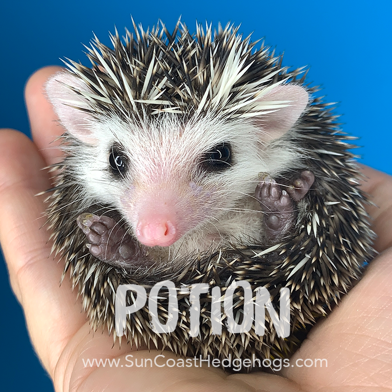 Sun Coast Hedgehogs (@SunCoastHedgies) / Posts / X