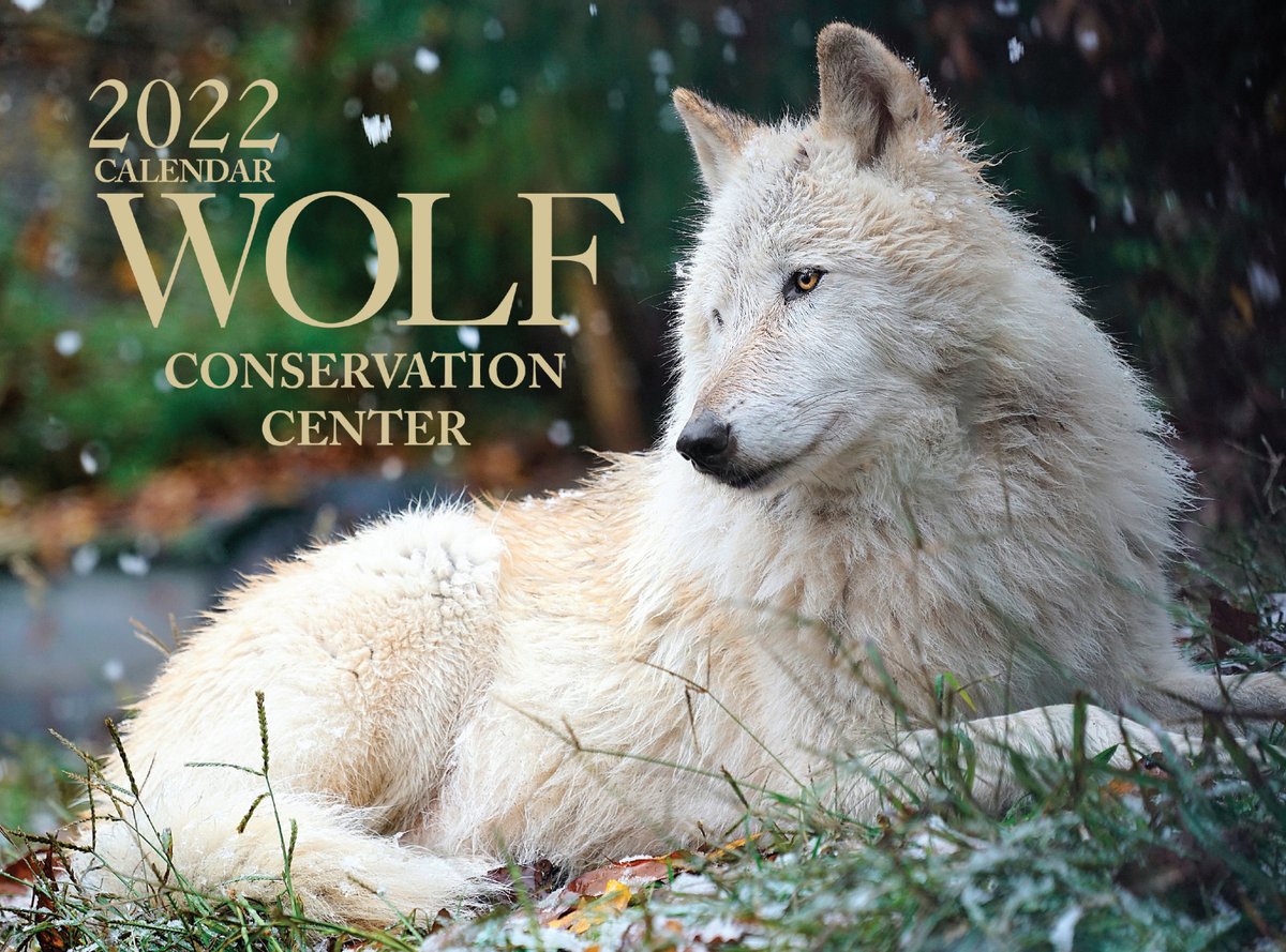 Celebrate wolves in your home or office all year long with a Wolf Conservation Center 2022 calendar! Get your calendar today ➡ nywolf.org/shop/