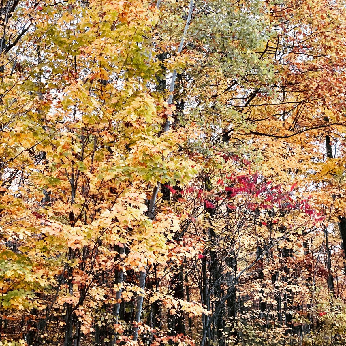 DahlConstructio's tweet photo. #fallcolors #winteriscoming We are hurrying against Mother Nature to get as many slabs in and work done before the #snowflies https://t.co/hCCQifm6Zi