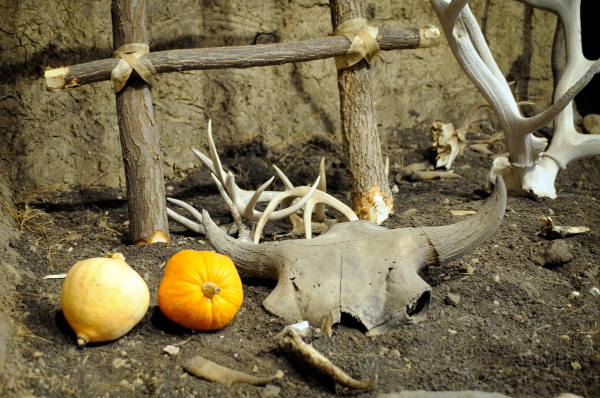 PrehistoricIndi's tweet photo. It looks like autumn has finally arrived here at the Village!  To celebrate our nice weather, we have decided to stay open until November 12, rather than closing for the season on October 31st.  Our November hours will be Monday-Friday 10am - 5pm, closed weekends! https://t.co/3ZvLQxav5l