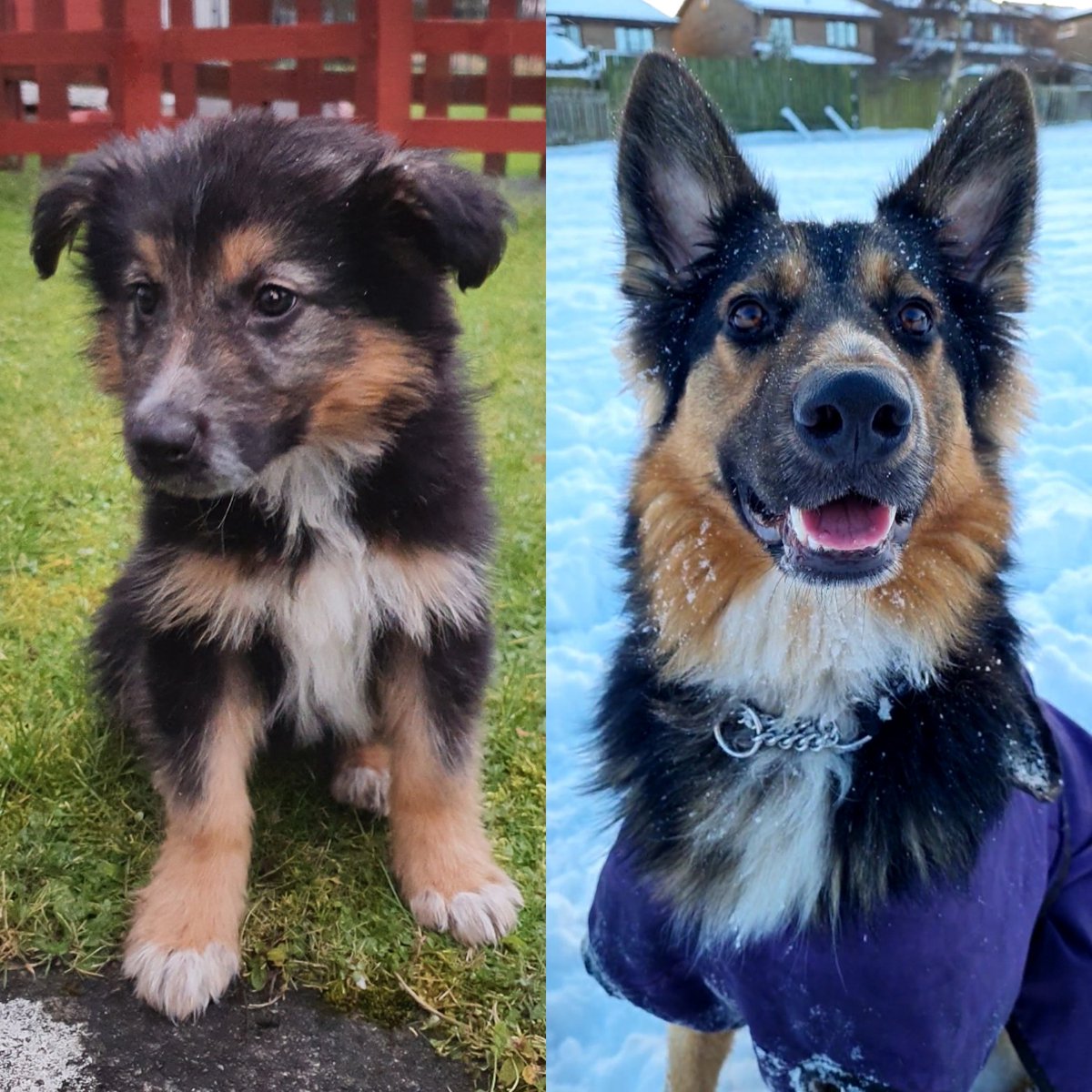 RoseannAirens's tweet photo. @PDSA_HQ This is our boy Ruffles.  Not too hard to know what crossbreed he is i think 🐕‍🦺🐾❤ https://t.co/tTyNwa18Wf