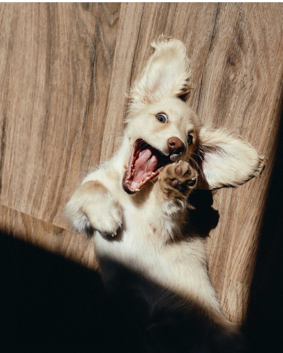 Sobre #cachorros: ¡No hay quien los canse! Nuevo artículo en el blog contándote cómo hacerlo. 👇 
mascoteros.com/blog/canso-cac…

💬 Comparte tus trucos para que los nuevos perro-padres puedan tener 5 minutos de relax.

📸 @albus__dumblepaw 

#petparents #perrosfelices #perros