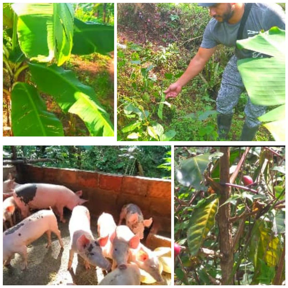 clapmaricarmen's tweet photo. ¡Somos Productores Clap!

 Desde la comuna La colmena del barrio las Flores del mcpio. San Cristóbal, el poder popular también produce beneficiando a más 495 familias del punto y círculo geográfico.👩🏼‍🌾🐖🌾🌱 #ClapTachiraEsProduccion 

@FreddyBernal @BermudezJoseA @Silfredo_SC https://t.co/5dbbOocZnR