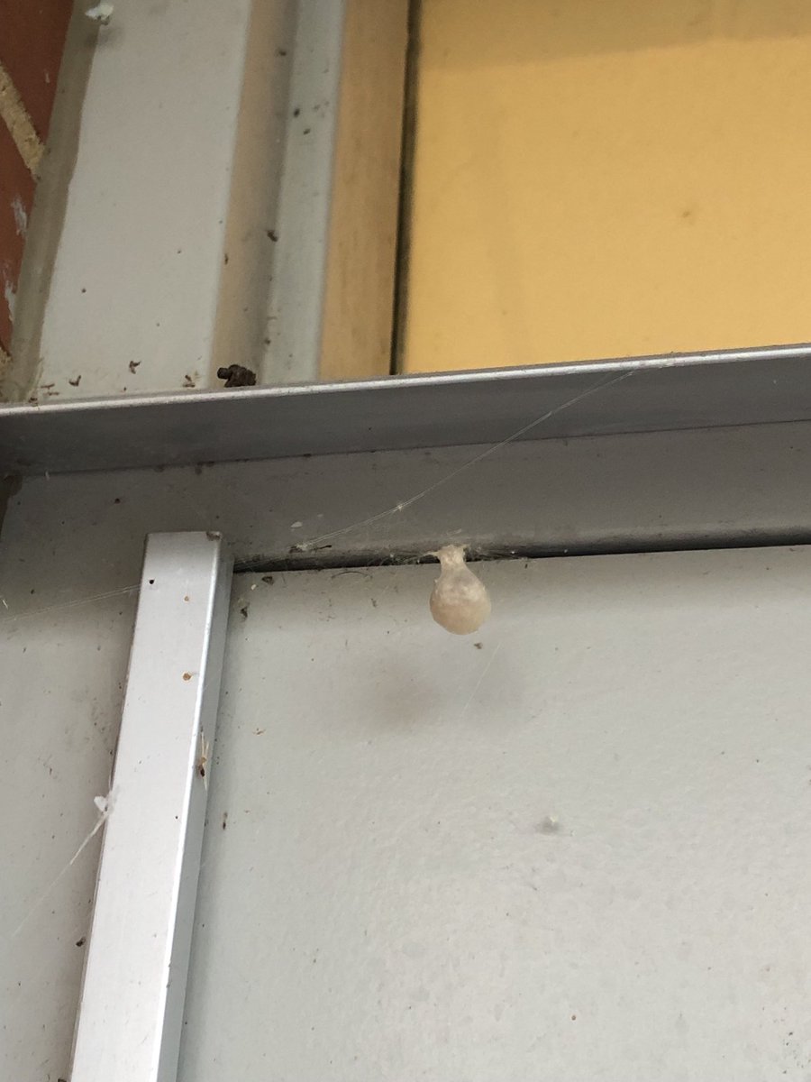 Our garden spider has left us her most precious gift. ⁦<a href="/LHECMES/">Lincoln HeightsECMES</a>⁩ ⁦@msjacksonenviro⁩ ⁦<a href="/LJWood_LHECMES/">Laura Wood</a>⁩ ⁦<a href="/SGaitan/">Scott Gaitan</a>⁩