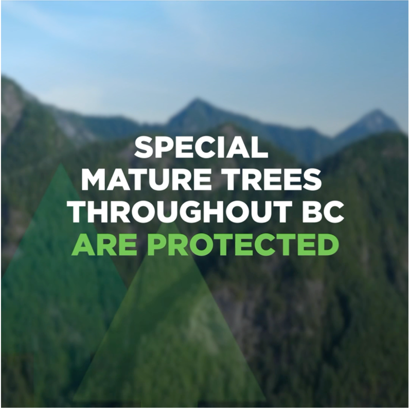 COFI_INFO's tweet photo. Where harvesting is allowed, big trees are protected by strict regulation and through industry partnerships with local Indigenous communities. Learn more ➡️https://t.co/ERPAq2bN4R #GrowthWithForeverInMind https://t.co/LKtlsgap98