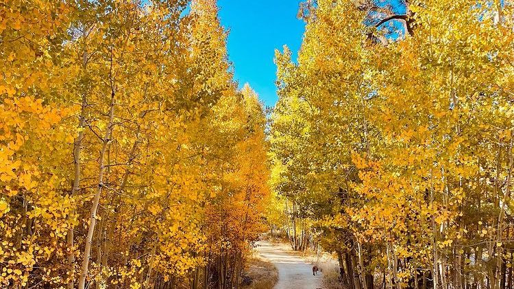 The road to happiness can be found in #LakeTahoe 🍂 

What's your favorite fall activity? 

 📷: <a href="/agirlcalledfred/">FredTheDead</a> 

#Getawayrenotahoe #getawayrt #tahoe #renotahoe #laketahoe