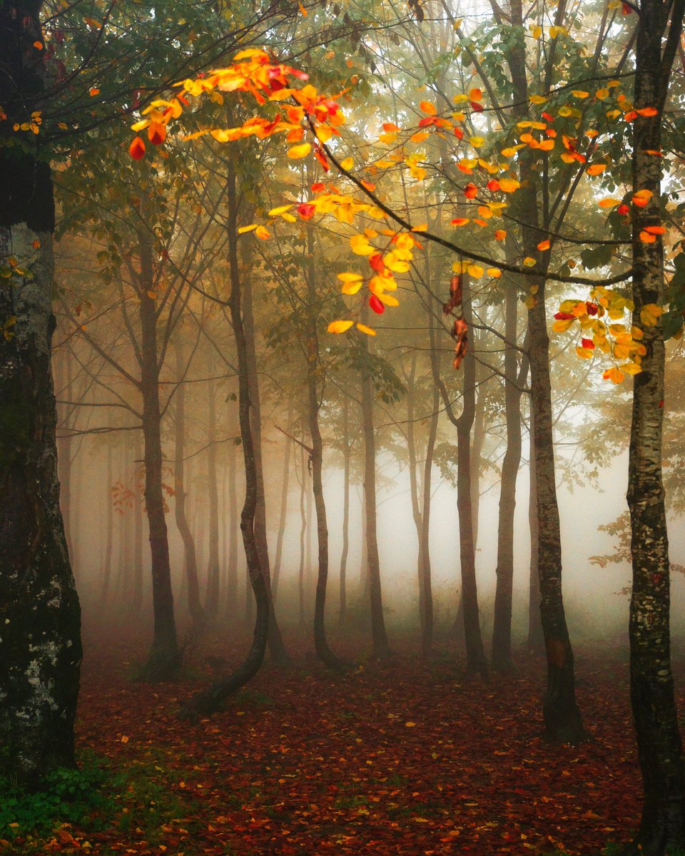 Hayat, istenç ve hiçliğin mücadelesinden ibaret. İstenç hep önde olsa da günün sonunda hep hiçlik kazanır. Belki de yok olmaktan bu kadar korkmamalıyız. Tıpkı güz mevsimi gibi, yaprağın ölümünü sevmemiz gibi kendi güz mevsimimizi de sevmeliyiz.