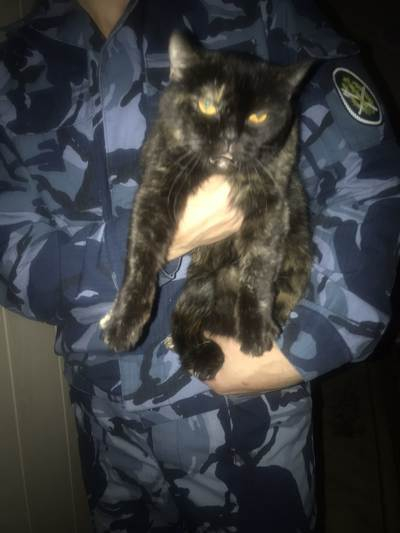 tjournal's tweet photo. В Ивановской области сотрудники ФСИН поймали кота-наркокурьера с марихуаной, но ему удалось сбежать.

Искать преступника не будут, потому что он «животное вольное»

https://t.co/v4K9tjS3sn https://t.co/R4ePiSxqRm