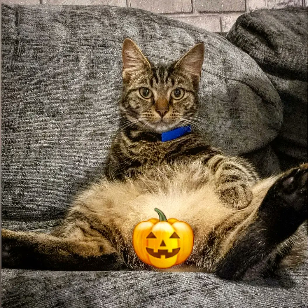 iii_senior's tweet photo. Look at this...all bits on the show..πΉ My big brother said he is ashamed. His royal blood didn't work with me sitting like that.
Have a lovely day!
#catbits #kitten #mycatfromhell #weirdo #lovemypet #viral
@SoxandD @AngeDadMaz @BrisaMolly @CatsFanus @catfestlondon @Lokichan18 https://t.co/9xw8r3G21k