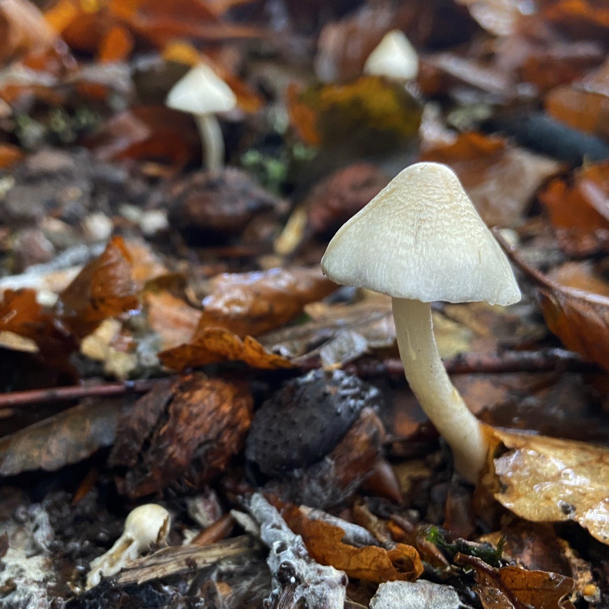 bernoid's tweet photo. Lilac Fibrecap & White Fibrecap. Dangerous to confuse these with edible mushrooms - they’re deadly poisonous. #inocybegeophyllavarlilacina #inocybe #inocybegeophylla #mushrooms #fungi https://t.co/U45rrA33Mo