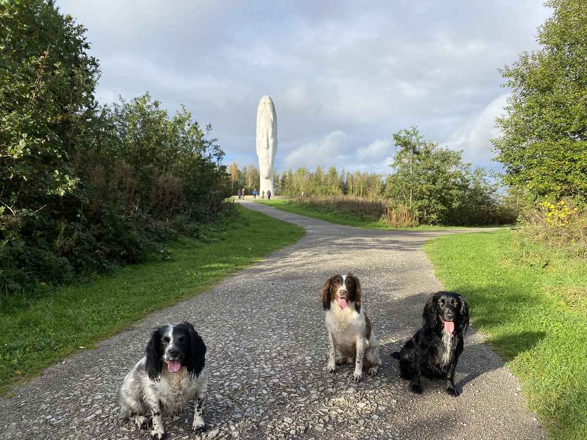 @MDiomyx We lives inLancashire and this was us today at Dream for our afternoon walks 2 springers and a daft working cocker!!