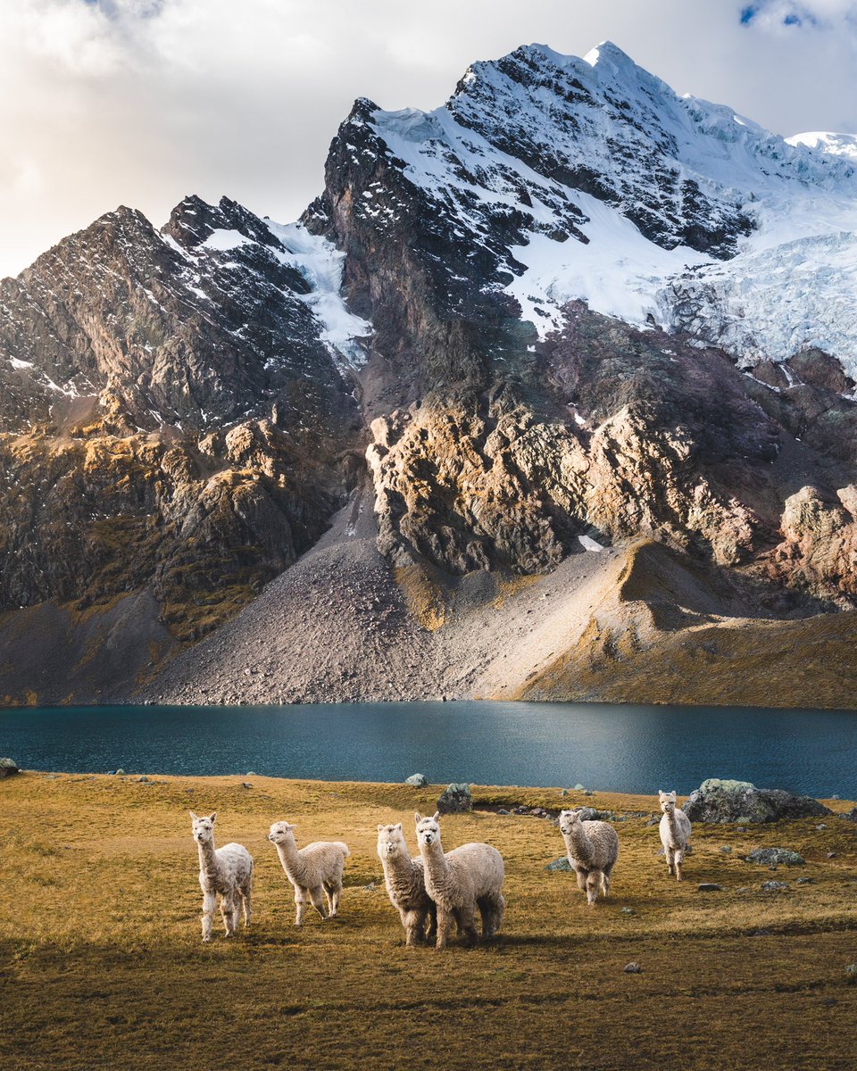 braybraywoowoo's tweet photo. my last 2 pieces available on @withFND

Reflections of Patagonia &amp; Andean Alpacas are two of my all time favourite images that i have captured on my travels

bidding starts at 2Ξ

https://t.co/skiVDKdGz0 https://t.co/WTgiA8OLtB