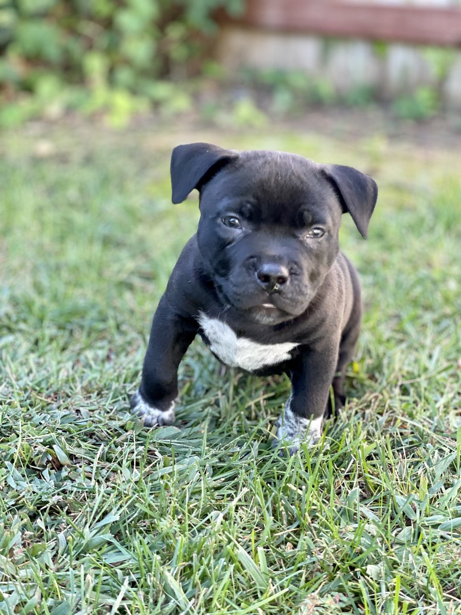 _KerryCarroll's tweet photo. This sweet boy is looking for a forever home. He’s smart and cuddly! Available through ⁦@WagsandWalks⁩ Unagi - 8 weeks pit/mix https://t.co/FfWHaXlVWC