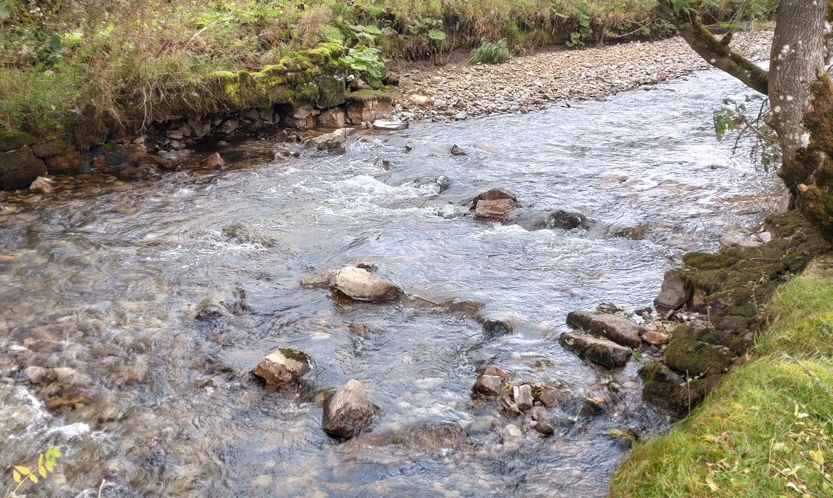 A project ~5y in development but on site &lt;6h to remove 1.3m high &amp; 9m wide weir and &gt;100y of river fragmentation. Opened ~11km to free #fishpassage &amp; #geomorphology
#WeirTodayGoneTomorrow 
#damremovaleurope #UAP
Upper Aire Project 
@PeteTurnerEA 
 wildtrout.org/wttblog/newfie…