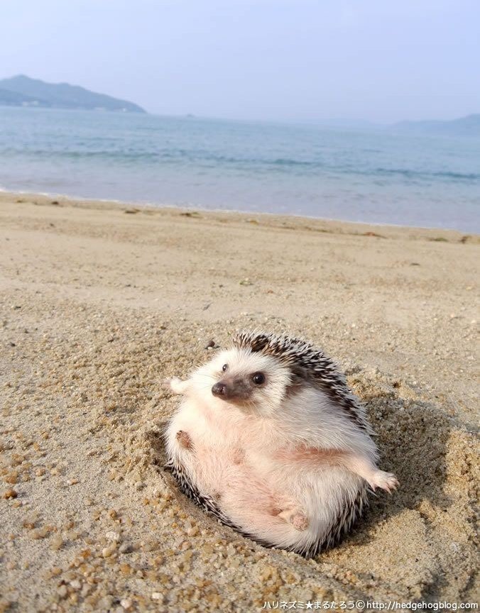 IDOLHEDGEHOG's tweet photo. https://t.co/V3gJzJgvq1