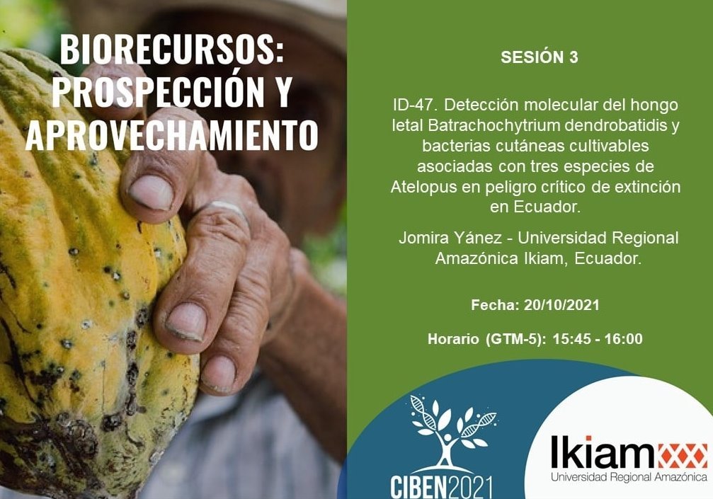 SayaroCGG's tweet photo. #Ciben2021 | En el Simposio Biorrecursos: Prospección y Aprovechamiento. 
Sesión 1: Biotecnología Aplicada en Alimentos, Agricultura Y Ambiente. 
#Ikiam7AñosDeInvestigación 
Jomira Yánez nos presenta su investigación sobre el hongo que causa la pandemia de anfibios https://t.co/kyQ6xDOu7T