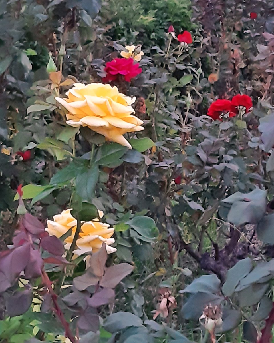 celesgalan64's tweet photo. Un variado del #parque 😁
#rosas #castaña #hoja y el #renacimiento de un #árbol #talado
#NaturalezaViva
#NaturePhotography https://t.co/H2R3DuFXCA