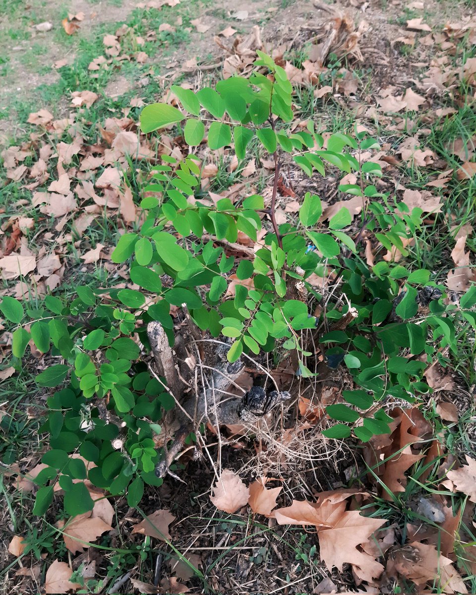 celesgalan64's tweet photo. Un variado del #parque 😁
#rosas #castaña #hoja y el #renacimiento de un #árbol #talado
#NaturalezaViva
#NaturePhotography https://t.co/H2R3DuFXCA