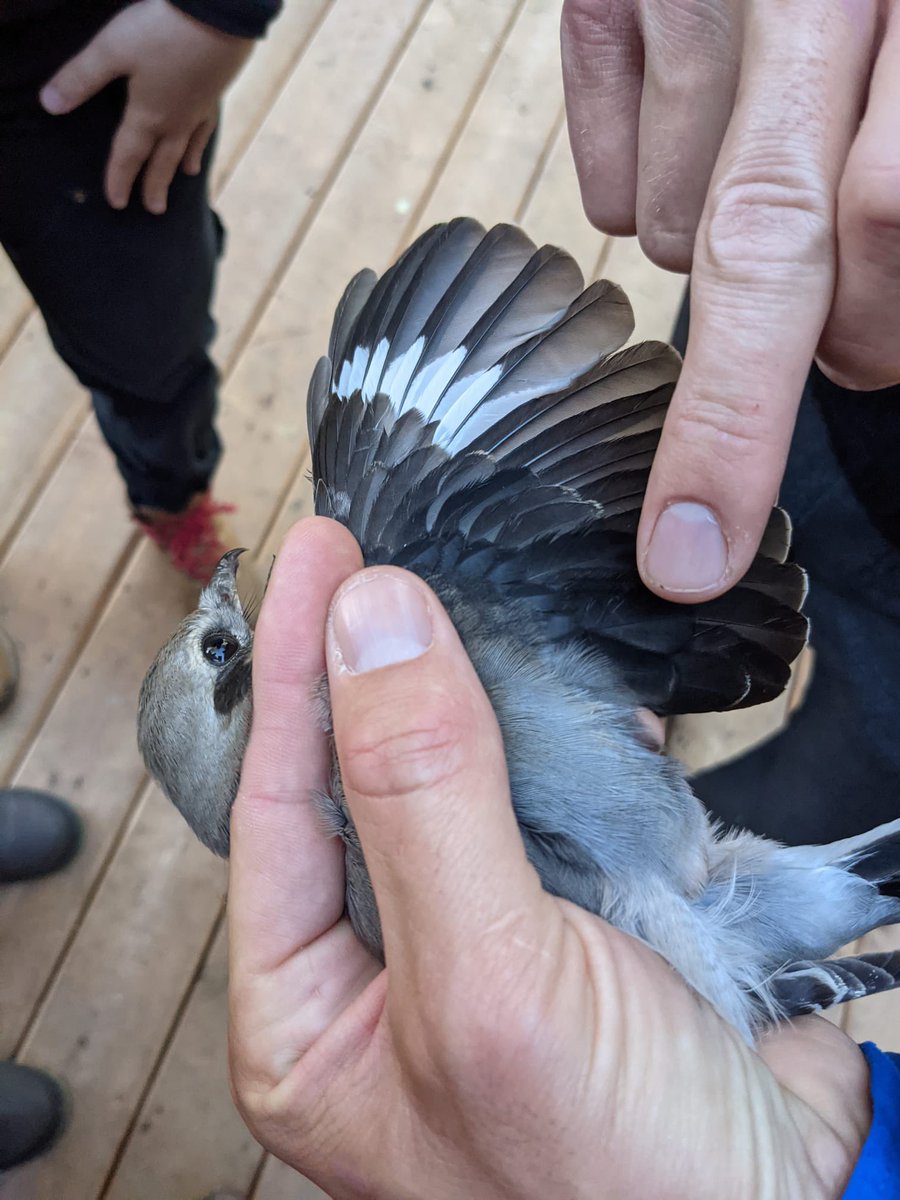 Long Point Bird Obs. tweet media