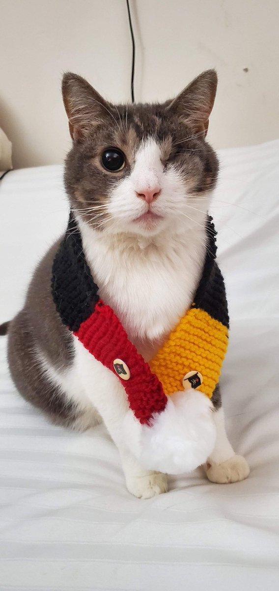 mhtsang718's tweet image. #CatsOfTwitter #HappyWednesday