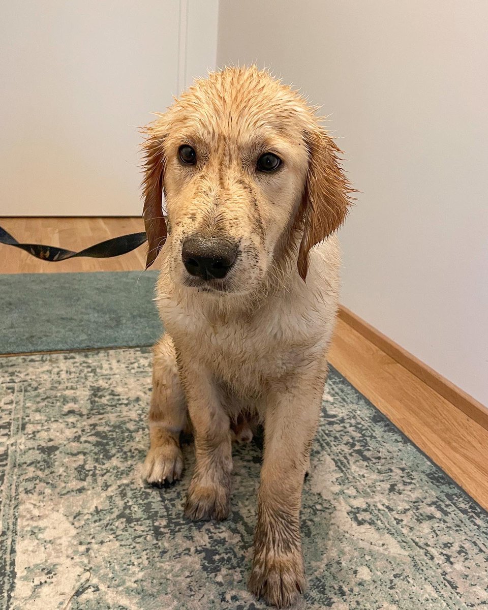 cosmo_weiss's tweet photo. Wat do you mean I should hav a bath ? 🙄 I already had a mud bath !
.
Insta : https://t.co/vqlHdZXcGa
.
#dogs #GoldenRetriever #puppy #dogsoftwitter #pets #hunde @CuteGoldens @lovergretriever @dog_feelings @dogcelebration @FunnyThUSA  @dog_rates @goldenslove  @GoldensRetrieve https://t.co/M7keCXn2V0