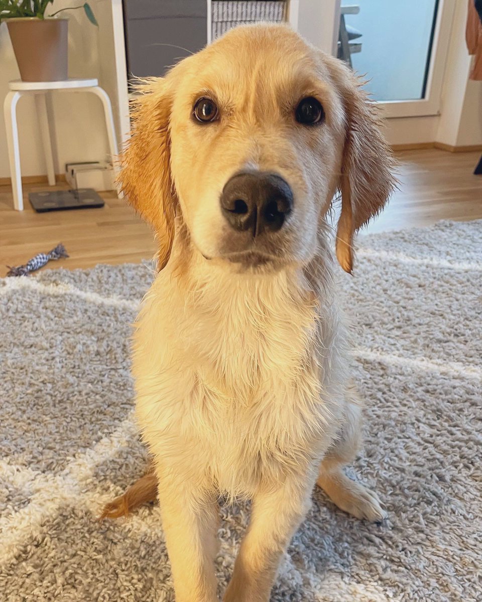 cosmo_weiss's tweet photo. Wat do you mean I should hav a bath ? 🙄 I already had a mud bath !
.
Insta : https://t.co/vqlHdZXcGa
.
#dogs #GoldenRetriever #puppy #dogsoftwitter #pets #hunde @CuteGoldens @lovergretriever @dog_feelings @dogcelebration @FunnyThUSA  @dog_rates @goldenslove  @GoldensRetrieve https://t.co/M7keCXn2V0