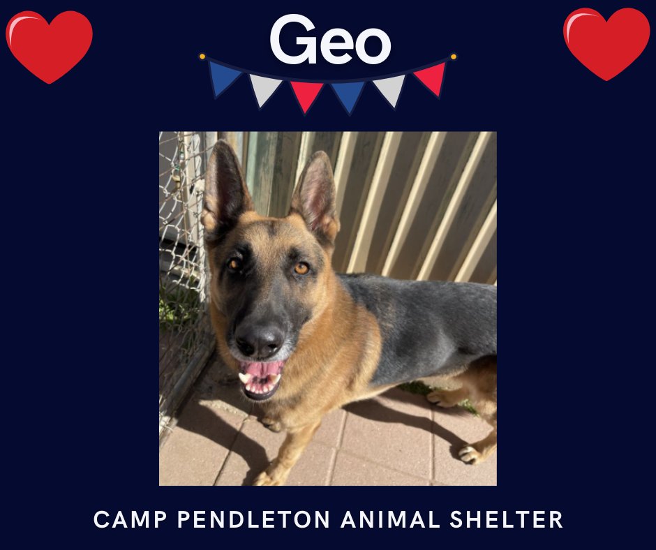 sdshelters's tweet photo. #AdoptAPatrioticPetWednesday🇺🇸🐾
Meet Geo from Camp Pendleton Animal Shelter!
Geo is a gorgeous German Shepherd that came in as a stray so we do not have any history other than how amazing he has been since he came here. He is gentle &amp; loving.
760-725-8120 for a Meet and Greet! https://t.co/ExXTufQvEf