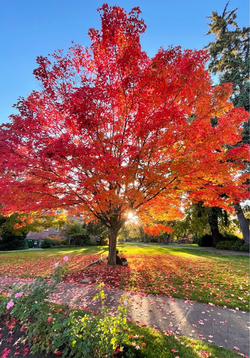 uoregon's tweet photo. Fall in Eugene >> π€©ππβ¨
What's your favorite tree on campus? https://t.co/7T9oHU3dPg