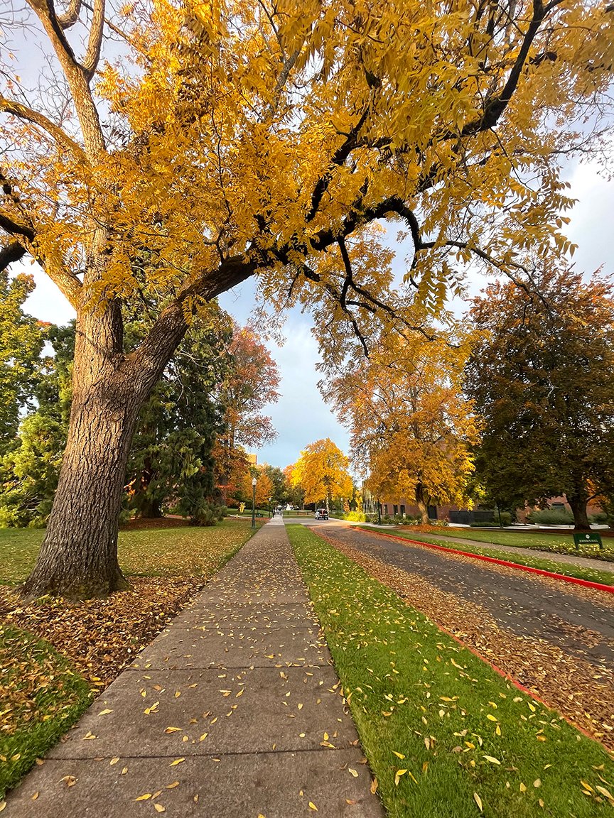 uoregon's tweet photo. Fall in Eugene >> π€©ππβ¨
What's your favorite tree on campus? https://t.co/7T9oHU3dPg
