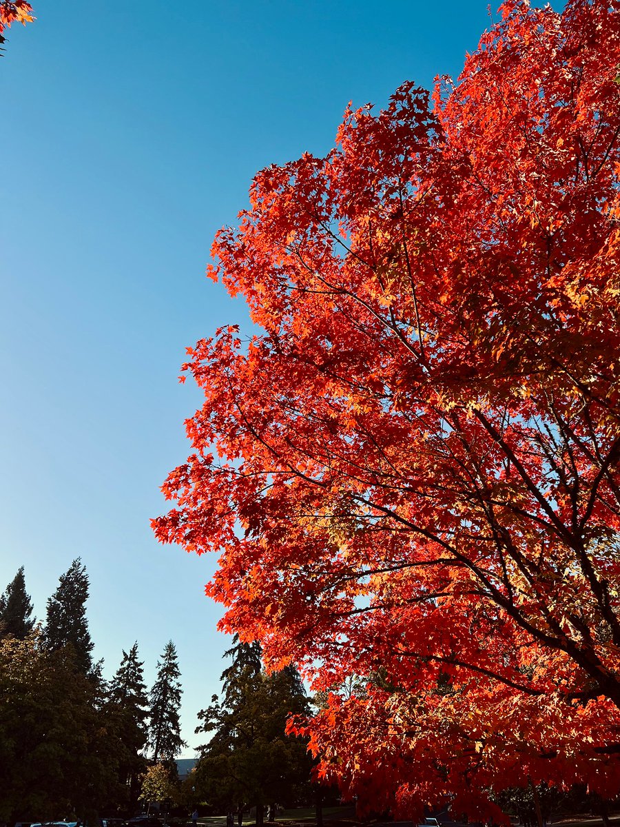 uoregon's tweet photo. Fall in Eugene >> π€©ππβ¨
What's your favorite tree on campus? https://t.co/7T9oHU3dPg