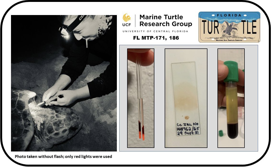 TiffDtheTurtle's tweet image. Research Update! I collected blood samples from nesting green &amp;amp; loggerhead #seaturtles to begin to connect sea turtle #health &amp;amp; #ecology-funded by the #SeaTurtleGrantsProgram ($: sale of the FL #SeaTurtleLicensePlates!) Stay tuned for the results!
@UCFTurtleLab @erin_seney