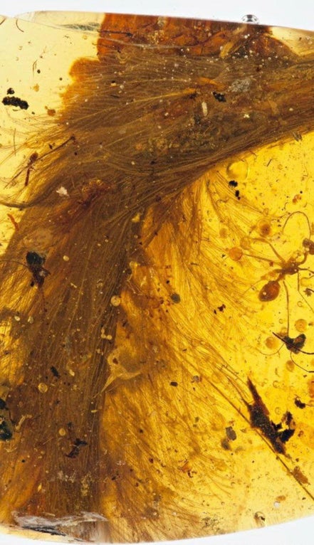 This dinosaur tail preserved in amber will never not be amazing 
 by broomshed