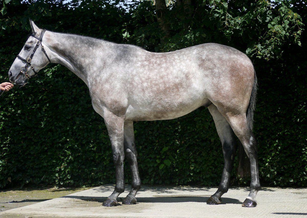 Great achievement for Ballyreddin stud 3 of our graduates from Land rover sale2019 <a href="/Goffs1866/">Goffs</a> are winners now.Grand paradis and Orbys Legend grade winners and Onethreefivenotout won first time out for <a href="/PFNicholls/">Paul Nicholls OBE</a>. Congratulations to all involved <a href="/JohnDwan11/">John Dwan</a> <a href="/TMBloodstock/">TomMaloneBloodstock</a>