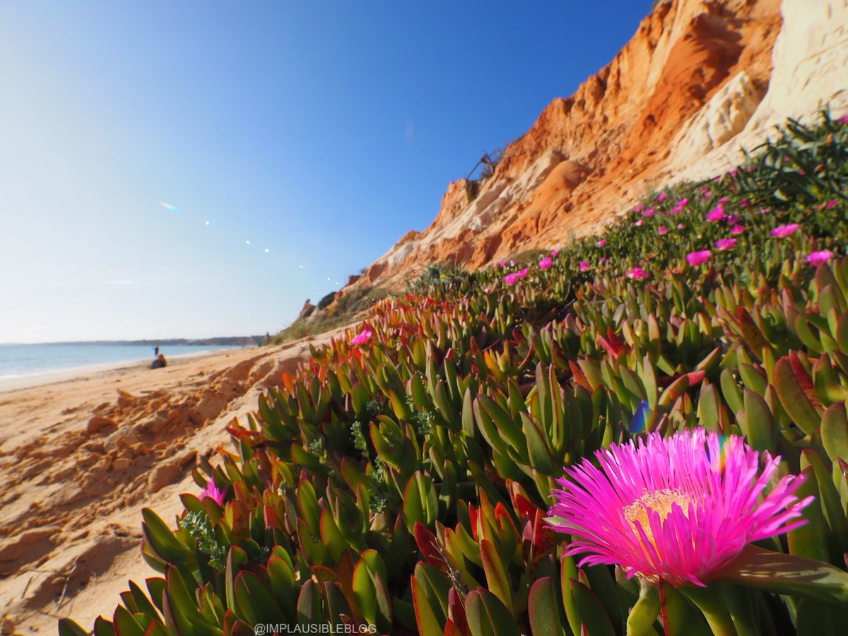 implausibleblog's tweet photo. What better way to recognise #LandscapeDay than with day and night shots feet apart on the same beach 🙂

Used my trusty @OlympusUK 📷 to capture the pretty pink flowers growing alongside the cliff, then framed with cliff handheld for the stars at night 👌

#WTMLDN Algarve 🇵🇹 https://t.co/tTNKPaIB5s