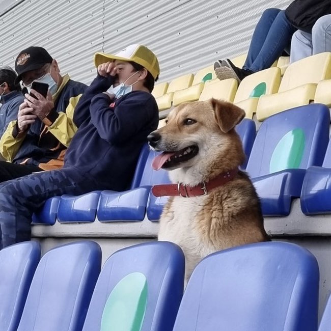FutbolUdeC's tweet image. 🐶😍 Ayer este lindo perrito fue un hincha más y nos acompañó en nuestro partido 🆚 Barnechea en el Ester Roa 🏟 

Buscamos a su dueño o dueña con el objetivo de contactarnos y así invitarlos a nuestro Complejo para que puedan compartir con el plantel 🙌🏽

📸 Nelson Jorquera