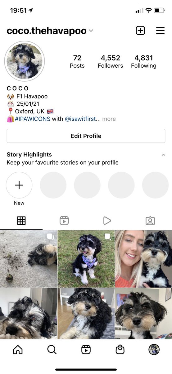 lucycutler__'s tweet photo. @OfficialPLT Check out her insta coco.thehavapoo 💖 #PLTPets https://t.co/GRL2Qi01GI