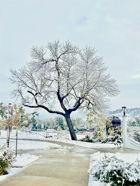 Black Hills State tweet media